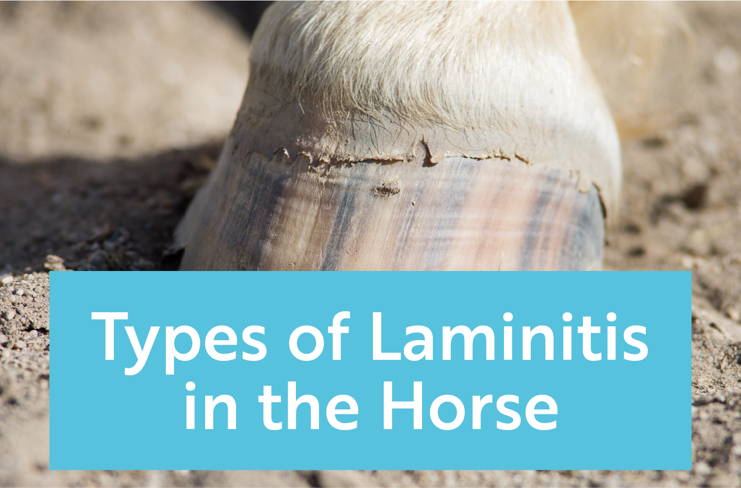 The Types of Laminitis in Horses MacKinnon Products